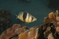 Barred Hamlet Swimming over a Coral Reef Royalty Free Stock Photo