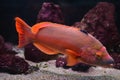 Barred hogfish Bodianus scrofa Royalty Free Stock Photo