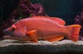 Barred hogfish Bodianus scrofa Royalty Free Stock Photo