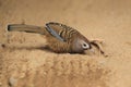 Barred laughingthrush Royalty Free Stock Photo