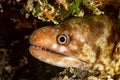 barred moray echidna polyzona muraenidae Royalty Free Stock Photo