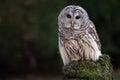 Barred Owl Royalty Free Stock Photo