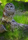 Barred Owl Royalty Free Stock Photo