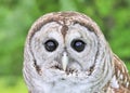 Barred Owl Royalty Free Stock Photo