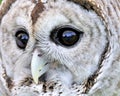 Barred Owl Royalty Free Stock Photo