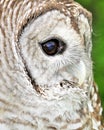 Barred Owl Royalty Free Stock Photo