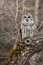 Barred Owl Royalty Free Stock Photo