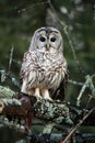 Barred Owl Royalty Free Stock Photo