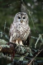 Barred Owl Royalty Free Stock Photo