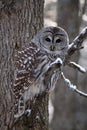 Barred Owl Royalty Free Stock Photo