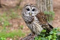 Barred Owl Royalty Free Stock Photo