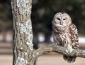 Barred Owl Royalty Free Stock Photo