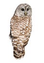 Barred Owl Royalty Free Stock Photo