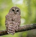 Barred Owl Royalty Free Stock Photo
