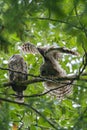 Barred Owl babies resting on a tree branch Royalty Free Stock Photo