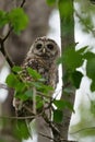 Barred Owl baby resting on a tree branch Royalty Free Stock Photo