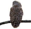 Barred Owl Back Royalty Free Stock Photo