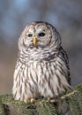 Barred Owl 2