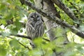 Barred owl bird