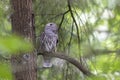 Barred Owl bird