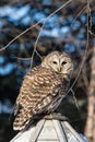 Barred Owl on Bird Feeder