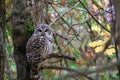 Barred Owl Bird Perched in Tree with Fall Leaves