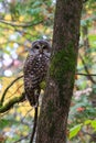 Barred Owl Bird Perched in Tree with Fall Leaves