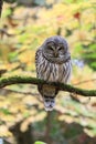 Barred Owl Bird Perched in Tree with Fall Leaves