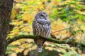 Barred Owl Bird Perched in Tree with Fall Leaves