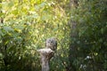 Barred owl bird of prey in Canada