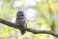 Barred Owl Bird