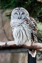 Barred Owl on branch Royalty Free Stock Photo