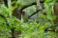 Barred Owl in Cades Cove GSMNP