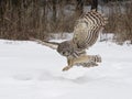 Barred owl Royalty Free Stock Photo