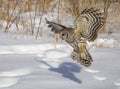 Barred owl Royalty Free Stock Photo