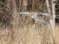 Barred owl Royalty Free Stock Photo