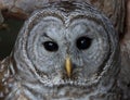 A Barred owl closeup Strix varia perched on a branch in winter in Canada