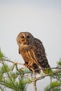 Barred Owl in Cypress Tree eating crayfish in Everglades. Royalty Free Stock Photo