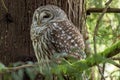 Barred Owl falling asleep in tree Royalty Free Stock Photo