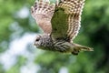 Barred Owl in flight Royalty Free Stock Photo