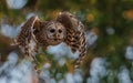 Barred Owl in flight Royalty Free Stock Photo