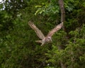 Barred owl flying in a forest Royalty Free Stock Photo