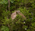 Barred owl flying in a forest Royalty Free Stock Photo