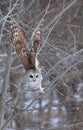 Barred Owl flying in the forest, Quebec Royalty Free Stock Photo
