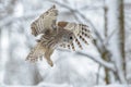 Barred owl flying in the forest Royalty Free Stock Photo