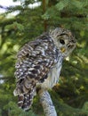 Barred Owl (halfturn) Royalty Free Stock Photo