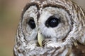 Barred Owl Head Shot Royalty Free Stock Photo