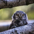 Barred Owl with head turned Royalty Free Stock Photo