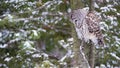 Barred Owl Hunting in Winter Royalty Free Stock Photo