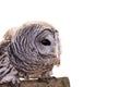 Barred Owl Isolated